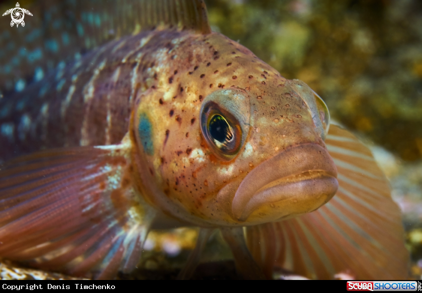 A FISH