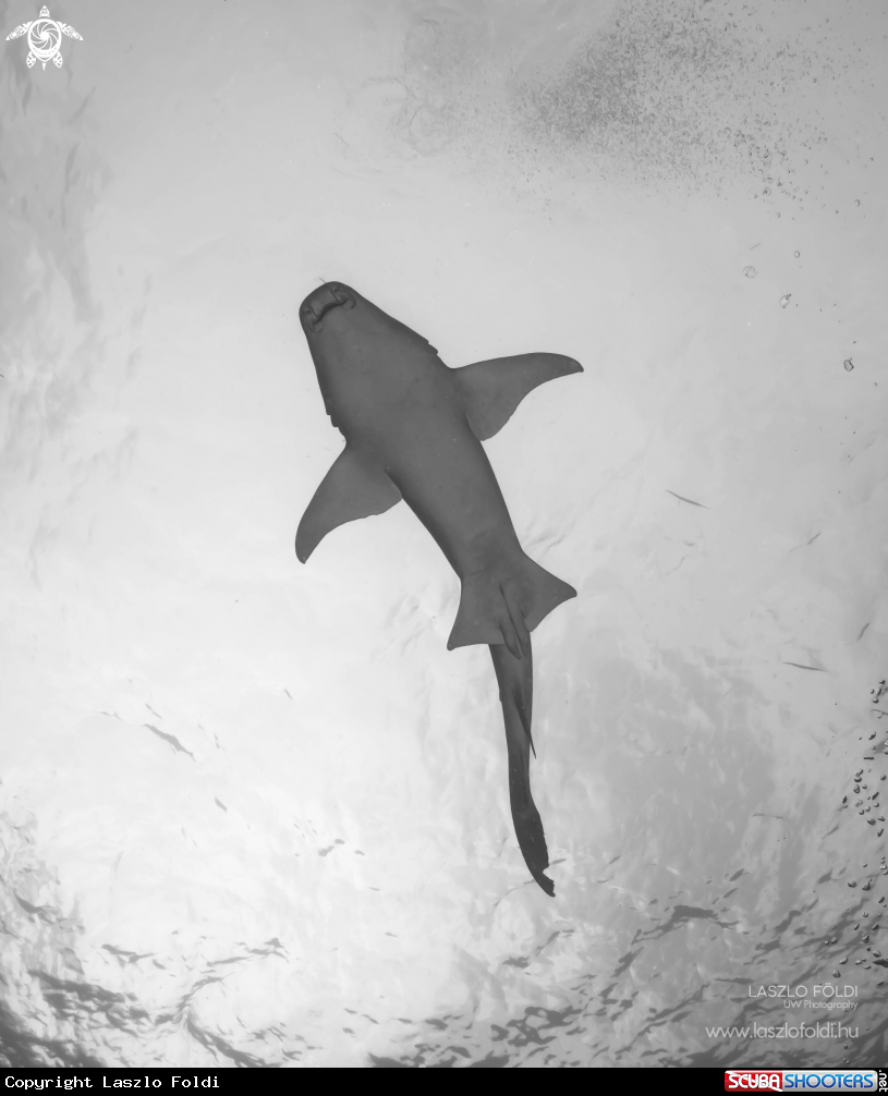 A Nurse Shark 