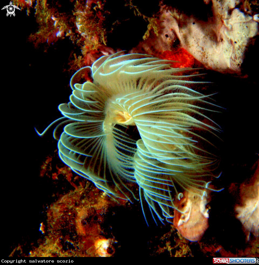 A underwater creature