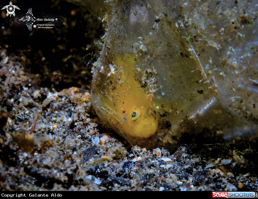 A Yellow Pygmy Goby