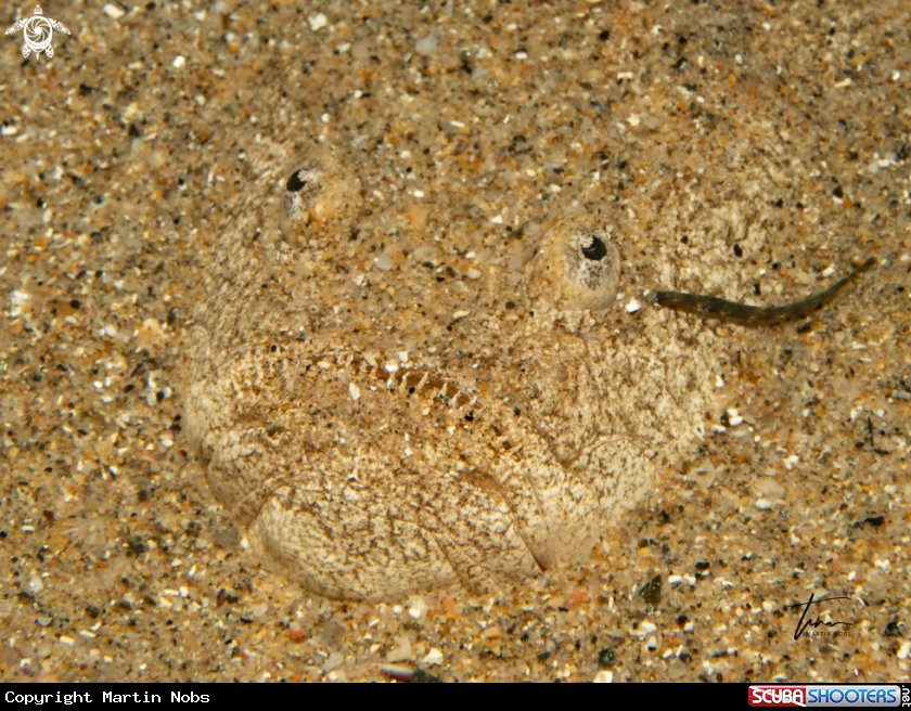 A Stargazer with Parasite