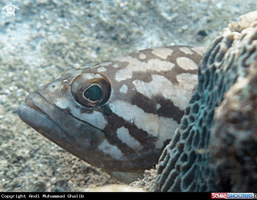 A grouper