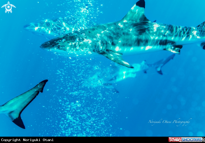 A The blacktip reef shark 