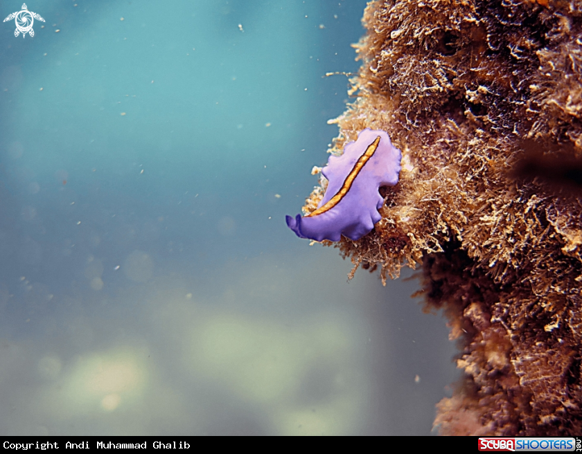 A Sea bunny