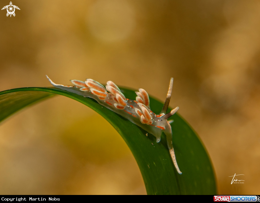A Facelina rubrovittata