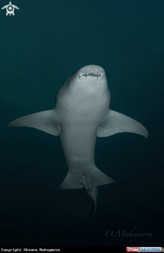 A Nurse shark (Nebrius ferrugineus)
