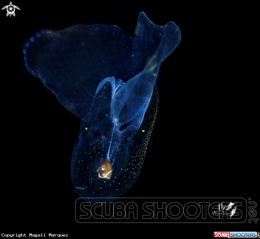 A Sea Butterfly 