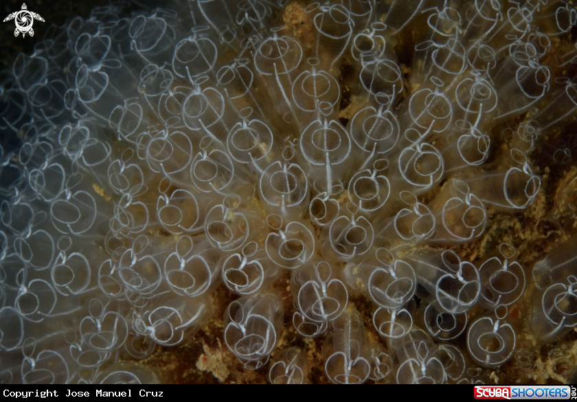 A Tunicate