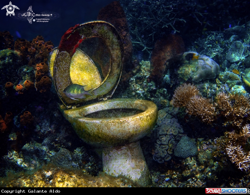 A Toilette