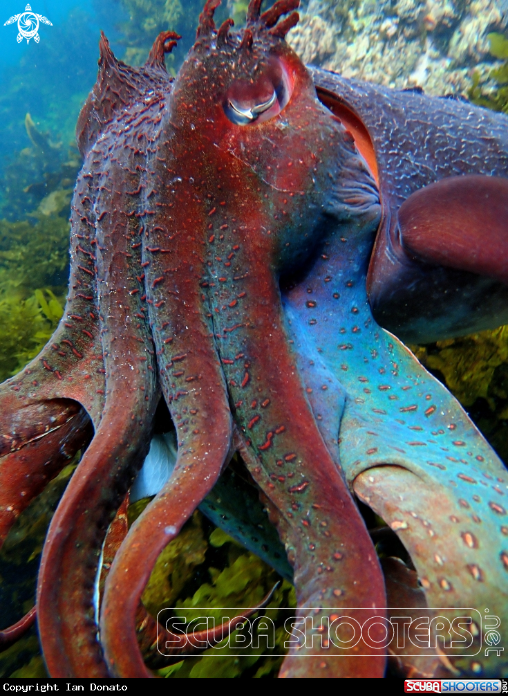 A Australian giant cuttlefish