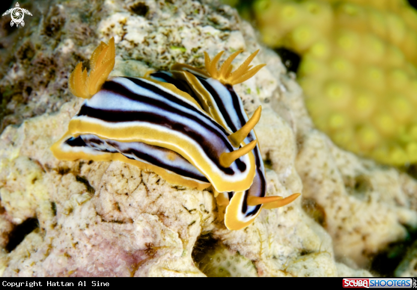 A Chromodoris Quadricolor