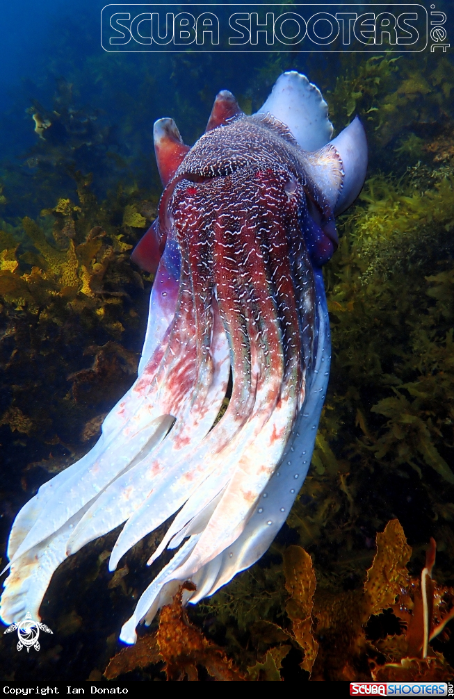 A Australian giant cuttlefish