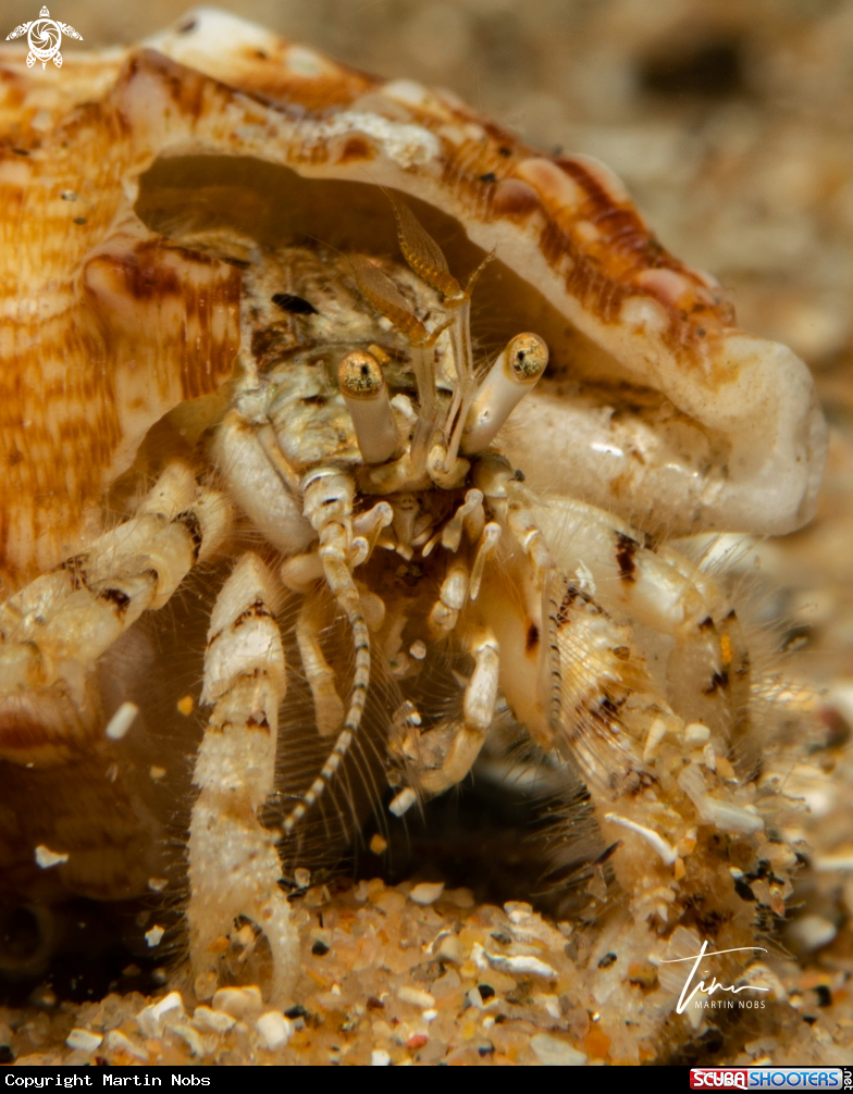 A Hermit crab