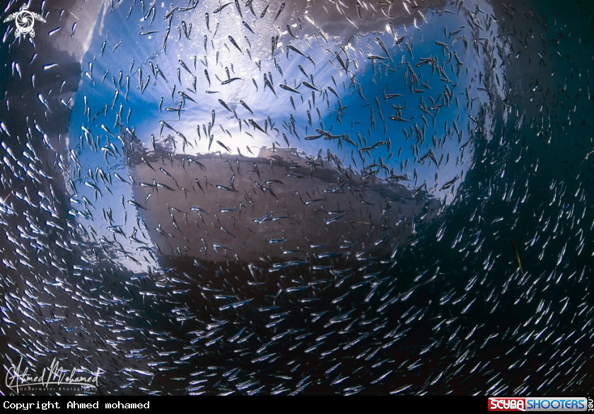 A Sardinella