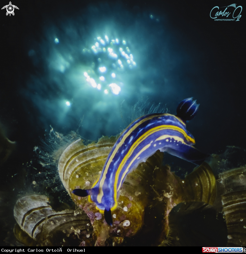 A Nudibranch