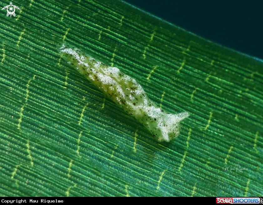 A Seagrass Elysia