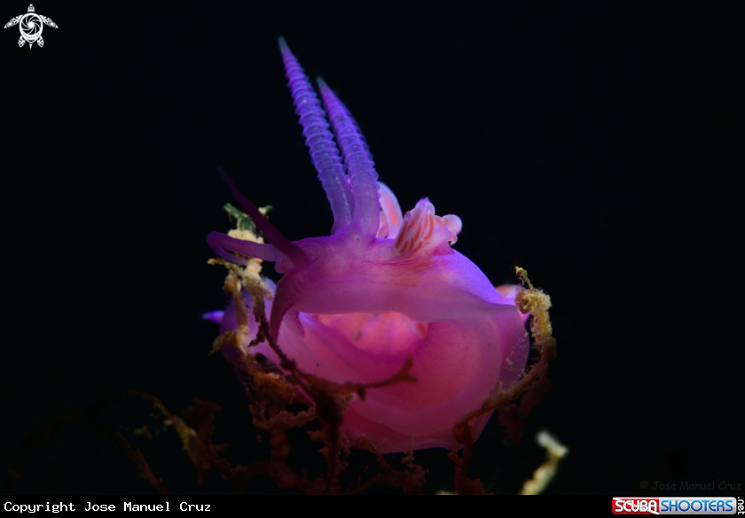 A Nudibranch