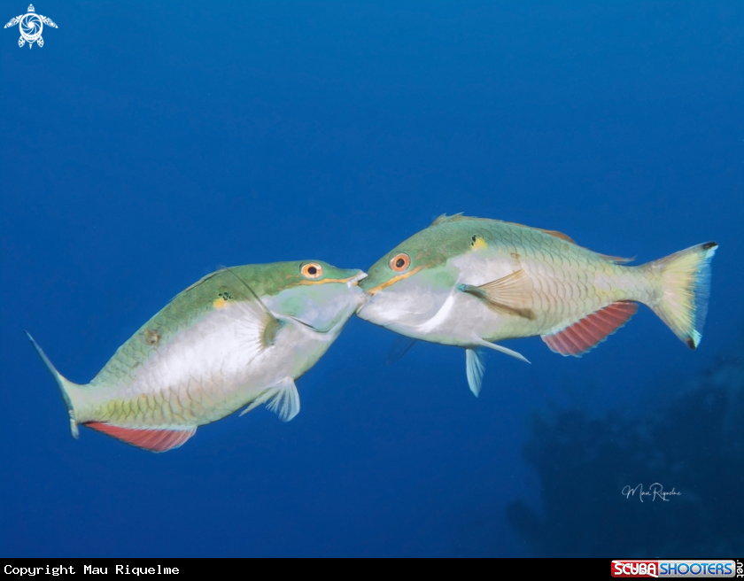 A Redband Parrotfish