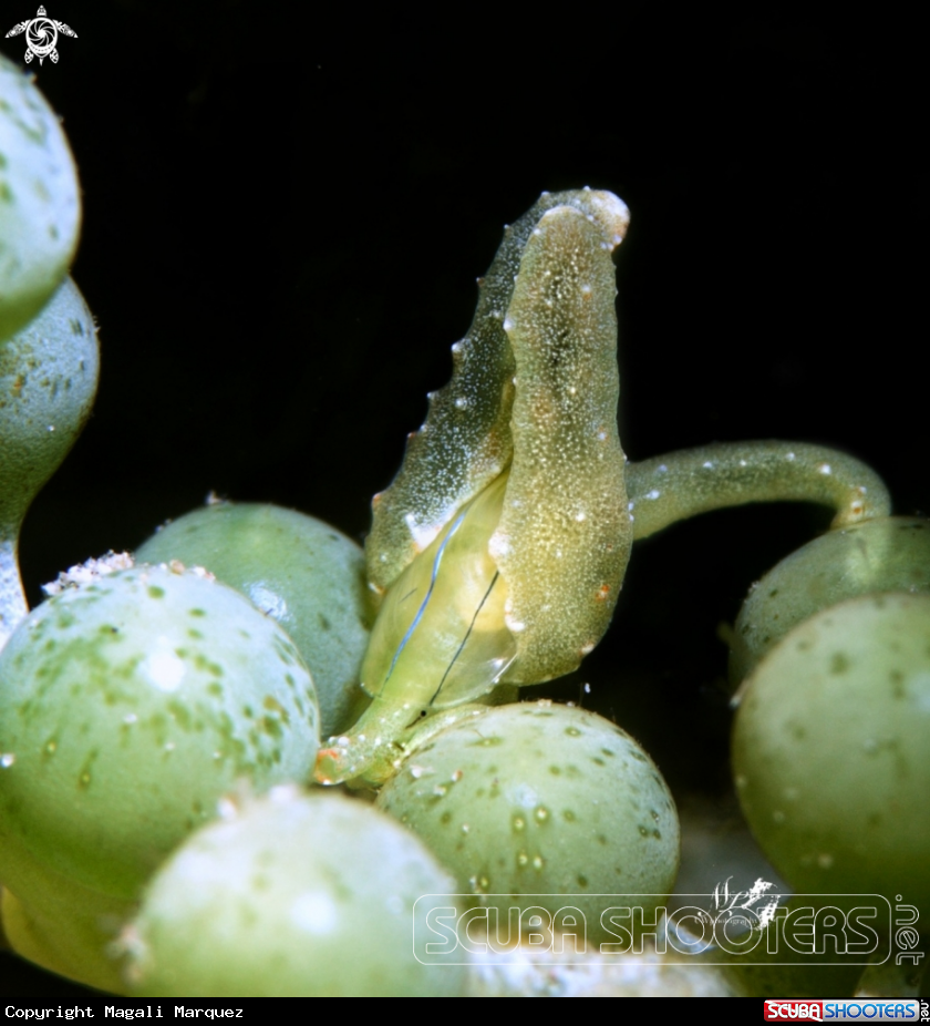 A Lobiger viridis 