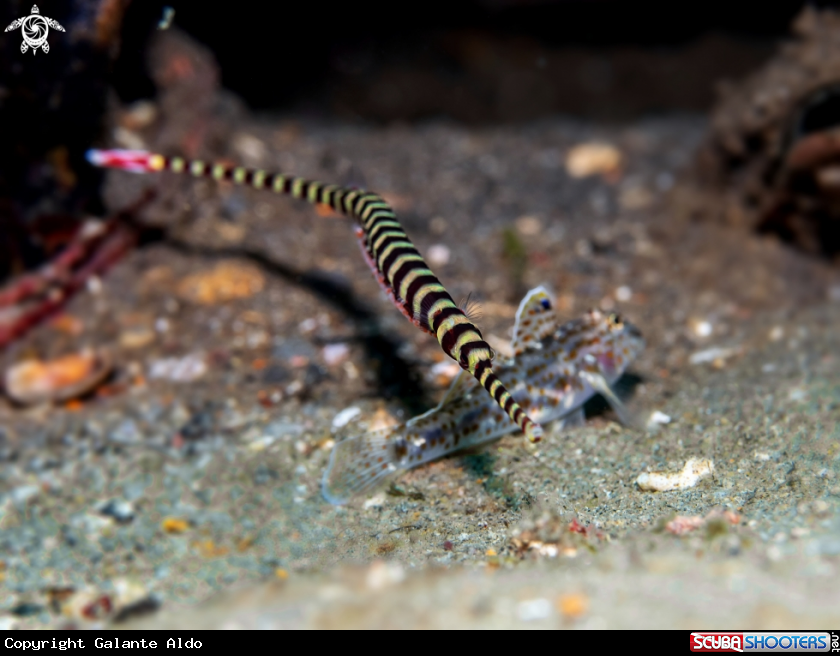 A Banded Pipefish with Eggs