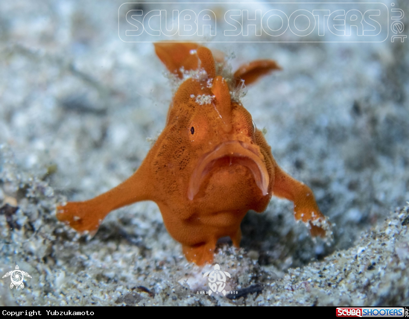 A Frogfish