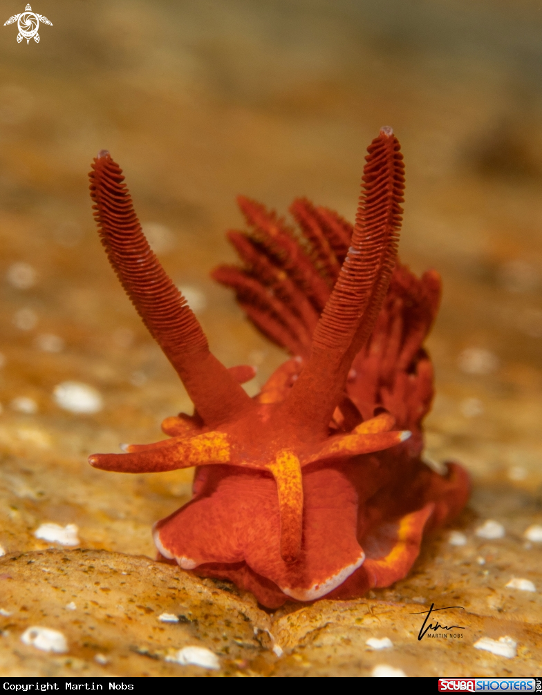 A Okenia elegans