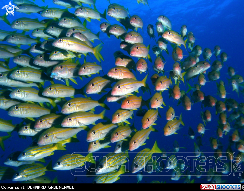 A Yellowfin goatfish