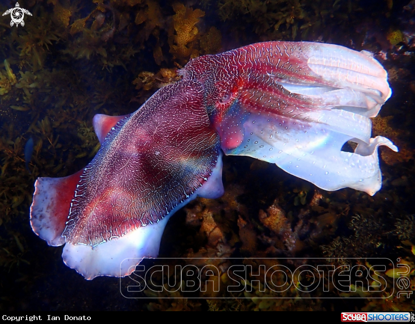 A Australian giant cuttlefish