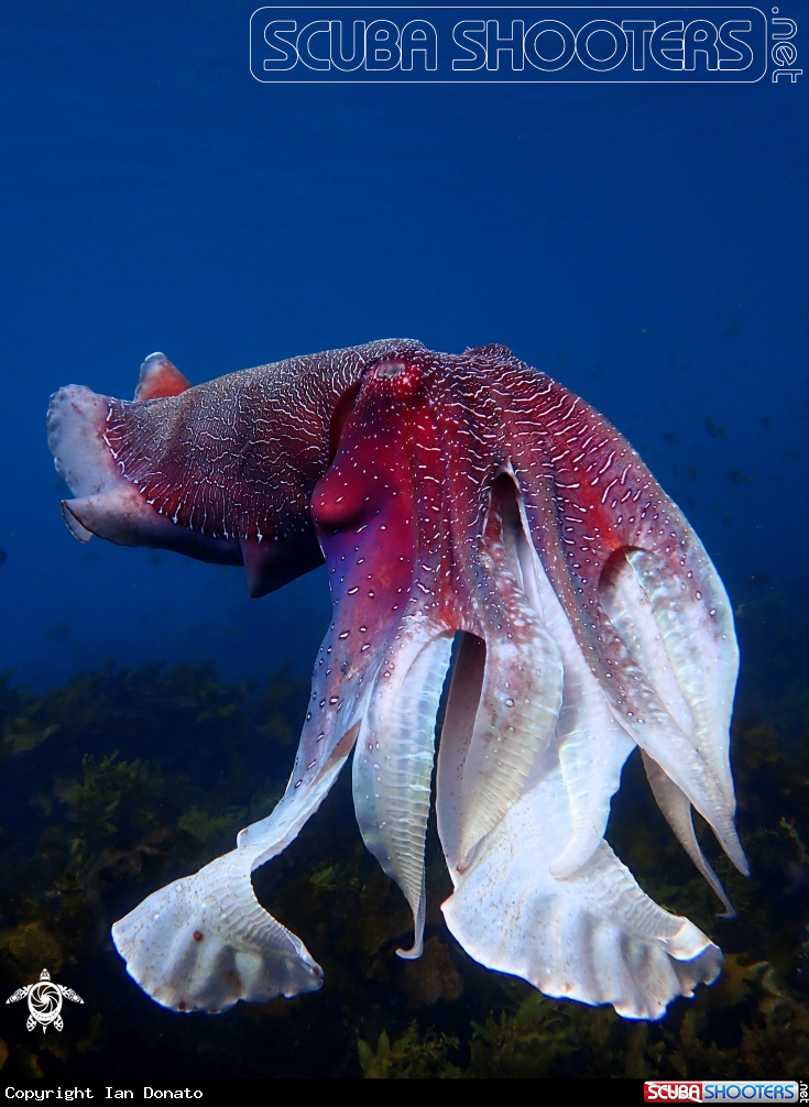 A Australian giant cuttlefish