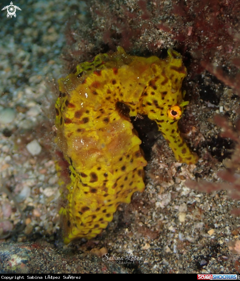 A Hippocampus algiricus