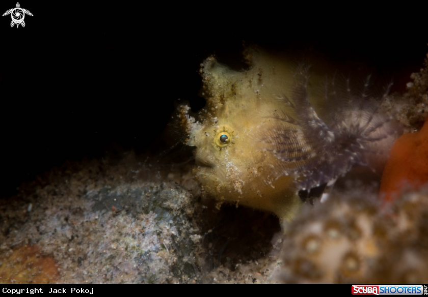 A Ocellated frogfish