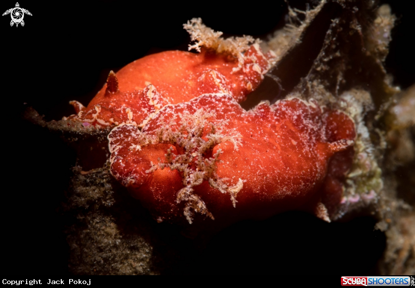 A Platydoris sanguinea