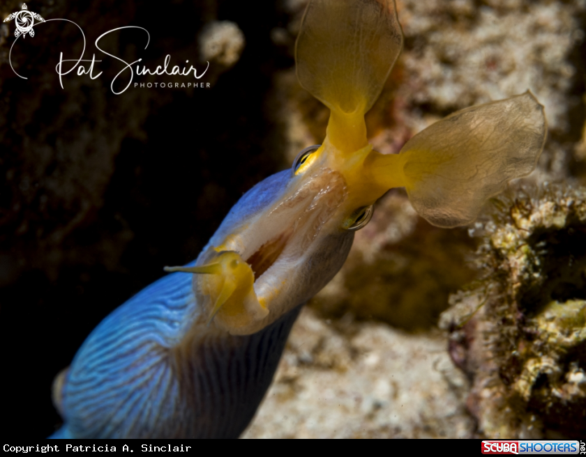 A Ribbon Eel (male)