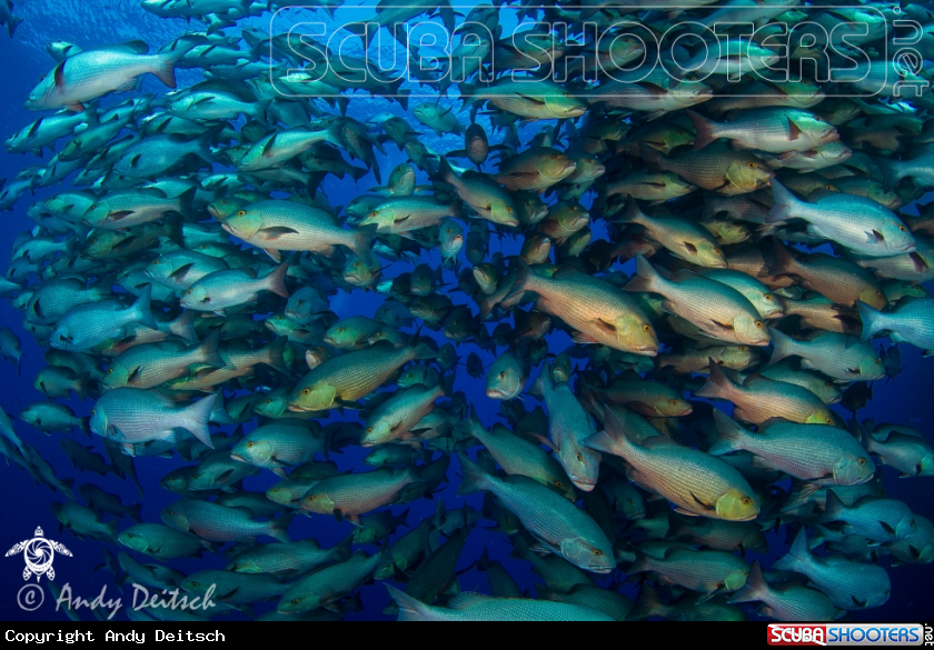 A Bohar, Two-Spot or Red Snapper