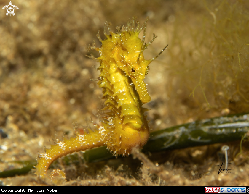 A Seahorse