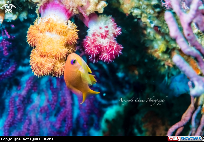 A Sea Goldie