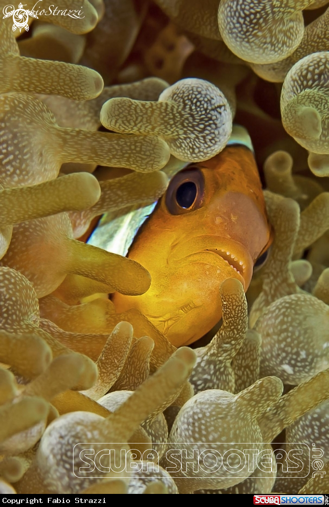 A Anemone fish