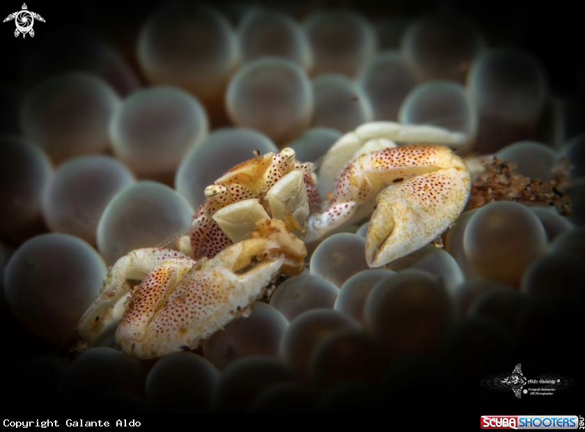 A Porcelain Crab