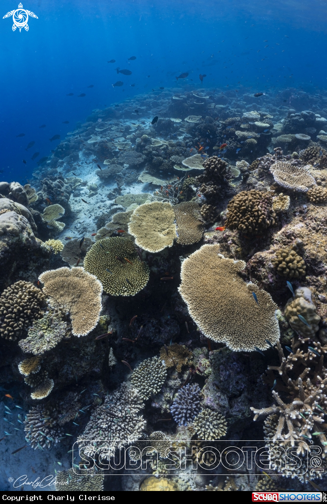 A Acropora