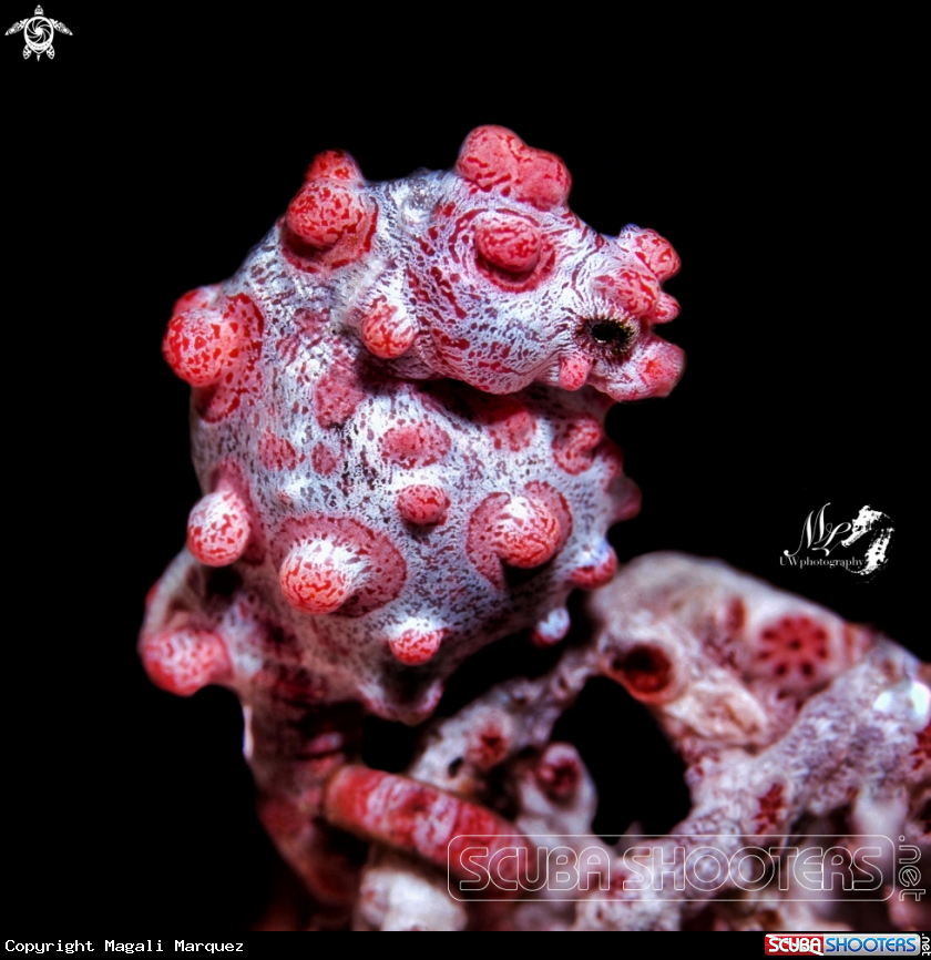 A Pygmy seahorse