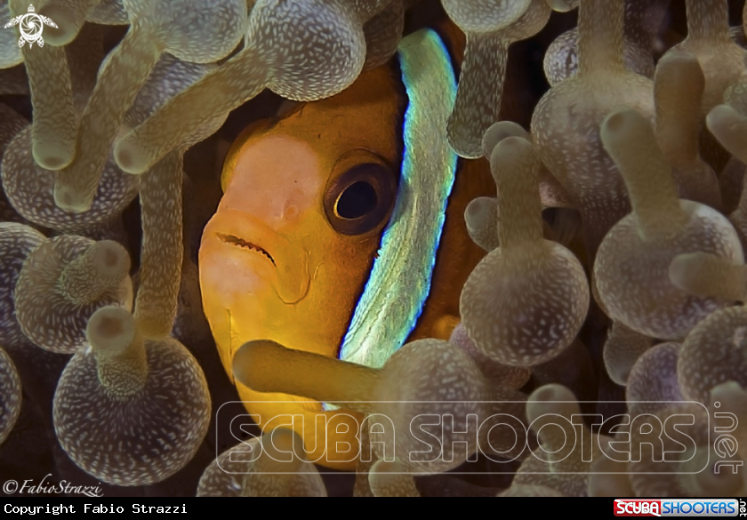 A Anemone fish
