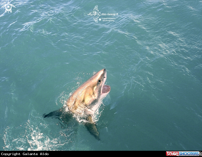 A White Shark