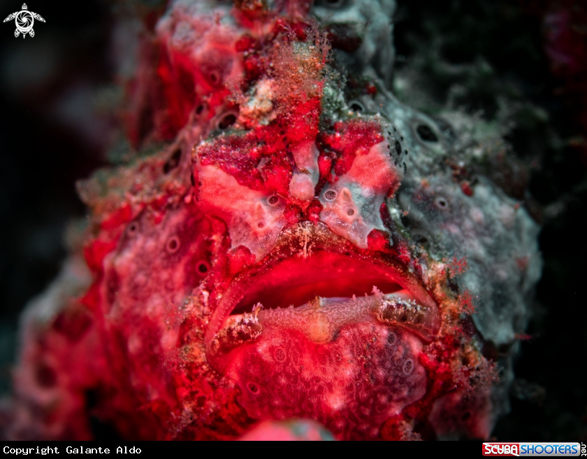 A Painted Frogfish