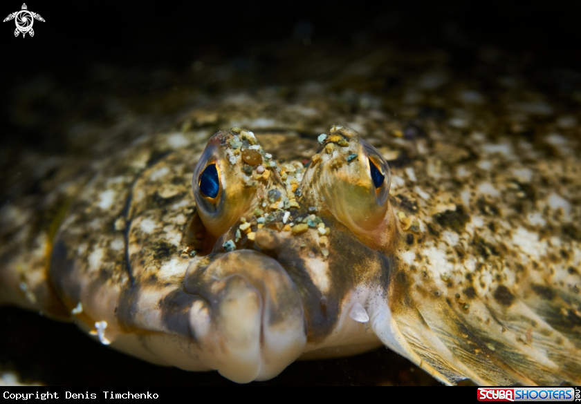 A FISH