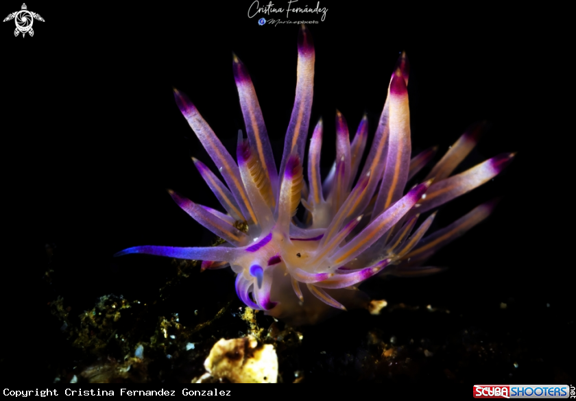 A Nudibranch