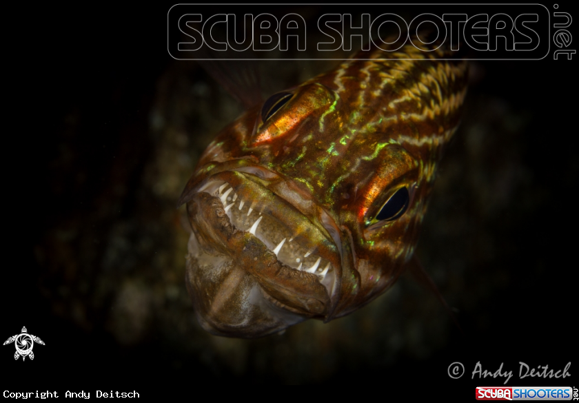 A Tiger Cardinalfish