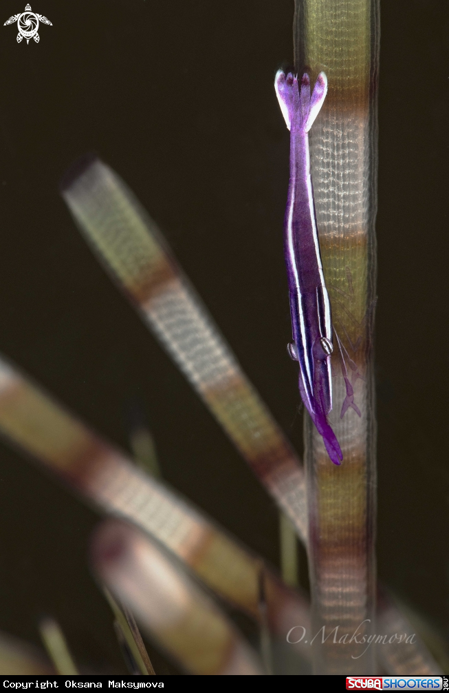 A Whitestripe urchin shrimp (Stegopontonia commensalis)
