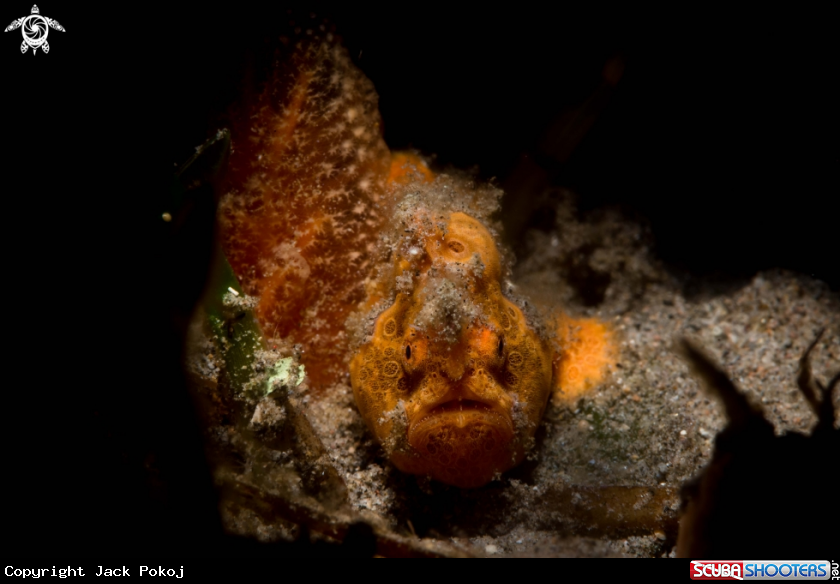 A Painted frogfish