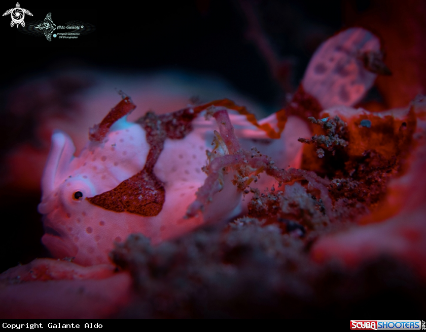 A Warty Frogfish
