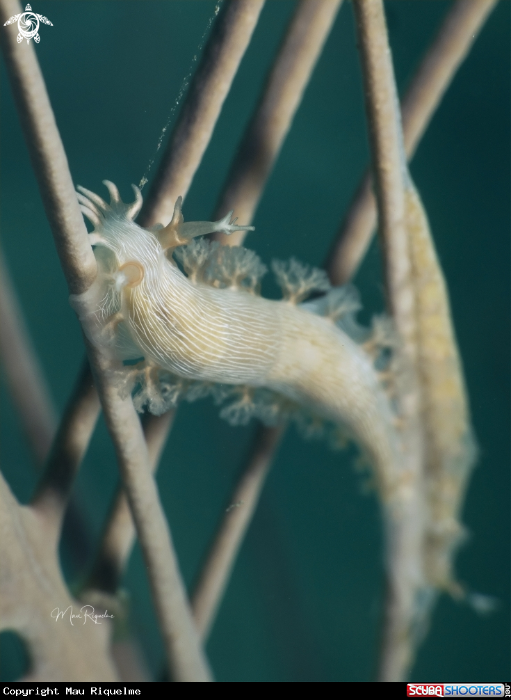 A Hamners' Tritonia